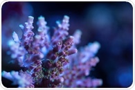 Coral genome reveals cysteine biosynthesis pathways