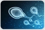 Genetic differences can affect the swimming behavior of sperm cells, study shows