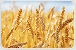 Climate change may contribute to increased wheat price spikes and larger economic inequality