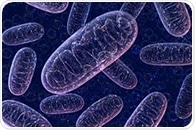 Mitochondrial dysfunction and endothelial impairment linked to many cardiovascular diseases