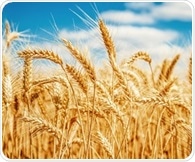 New genetic research could make growing wheat in drought conditions easier in future
