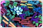 What is Vaginal Dysbiosis?