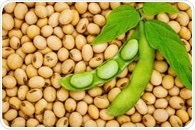 What are the gastrointestinal benefits of consuming soybean?