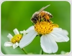 Use of bee pollen as a nutrient source