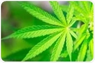 Study reports a shared genetic basis for cannabis use and psychiatric disorders