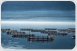 Floating Sea Farms: An Ingenious Solution to Feed the World and Ensure Freshwater by 2050