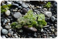 Herring roe oil's potential in psoriasis treatment
