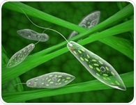 What are Protozoa?