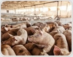 Intensive pig farming linked to dangerous zoonotic pathogens, study warns