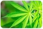 Genomic study sheds light on the underlying biology of cannabis use disorder