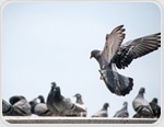 Pigeon virus causes fatal neurological disease in young leukemia patient