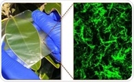 Biopolymer Composite Films as Multifunctional Plastics Substitute