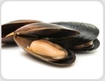 Mussel oil beats fish oil in atherosclerosis prevention, animal study finds