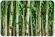 Landmark Achievement: Completion of First Sugarcane Genome Sequencing