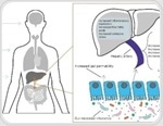 What are the links between liver disease and the microbiome?