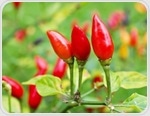 Piquin chili's health benefits spotlighted due to high antioxidant content