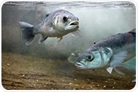 Study finds high microplastic levels in Mediterranean fish despite low chemical contaminants