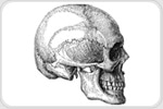 The Genetic Secret Behind Human Skull Morphology