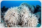 Effects of Microbes on the Propensity of Coral Bleaching