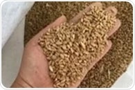 Gut bacteria turn dietary phytate into health-boosting fatty acids, study shows