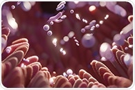 Study links gut microbe depletion to lifelong respiratory allergies