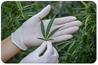 Boosting Quality and Output for Cannabis Products - The Story of Hemp Synergistics