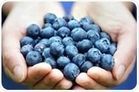 Purine metabolism disruptions highlighted as crucial in Parkinson’s disease development