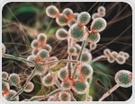 Candida overgrowth in the gut