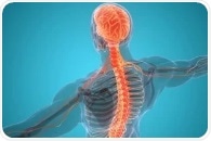 The Impact of Hormones on the Nervous System