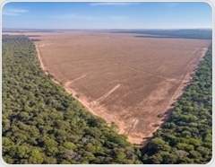 Deforestation drives a surge in malaria cases in the Amazon