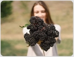 Elderberry juice boosts fat burning and gut health in overweight adults