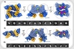 Cryo-EM Technology Paves the Way for Major Biological Discovery