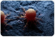 Researchers develop new antibody with potential to treat several types of cancer