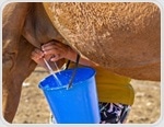 Comparing camel, cow, and goat milk: Which is best for diabetes and heart health?