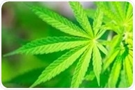 Cannabis use linked to thinning cerebral cortex in adolescents
