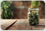 Study links cannabis use to genotoxicity and transgenerational health impacts
