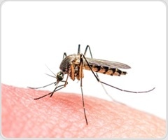 Zika virus manipulates human skin to attract mosquitoes and boost transmission