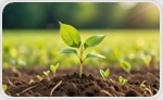 New Fluorescent Nanosensor Tracks Iron in Plants in Real Time, Boosting Agricultural Insights