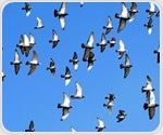Breakthrough in chicken genomics offers hope against avian influenza