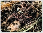 How AI and 3D Imaging are Transforming Body Farm Research