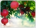 Automated AI Model Speeds Up Fruit Detection and Smart Agriculture