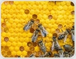 AI System Reveals How Tiny Doses of Pesticides Disrupt Entire Honeybee Colonies
