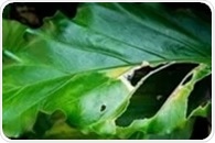 Bacterial Cellulose Boosts Plant Healing, Opening New Frontiers in Agricultural Regeneration