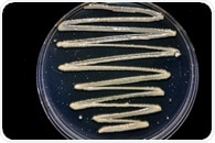 How P. syringae Outsmarts Amoeba with Chemical Surveillance and Strikes
