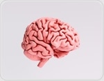 Study shows brain estrogen directly regulates appetite in mice