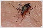Researchers find immune system proteins involved in severe cases of schistosomiasis