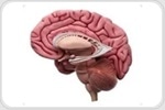 Calming the brain's immune cells may curb damaging inflammation in Alzheimer's