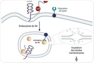 Novel Molecule Inducing Ferroptosis for Metastatic Cancer Therapy