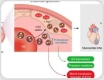 Red blood cells drive blood vessel damage in diabetes by exporting toxic vesicles