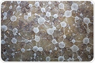 How Mycorrhizal Fungi and Soil Bacteria Work Together to Enhance Plant Growth